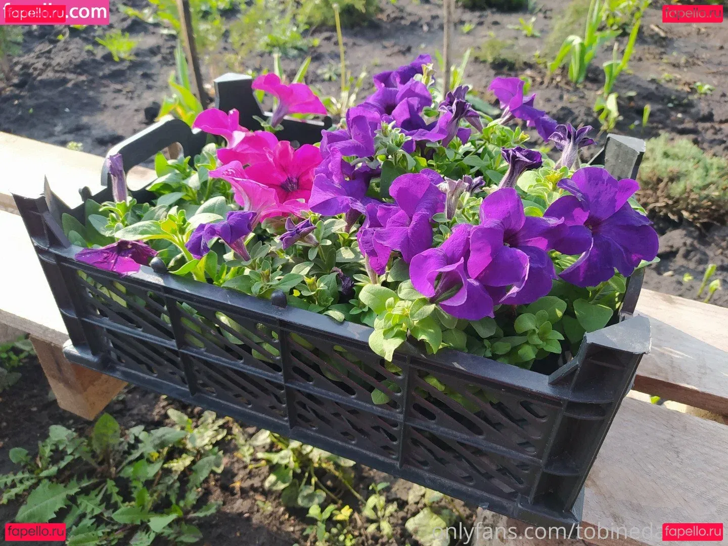 tobinedamfree Onlyfans Photo Gallery 