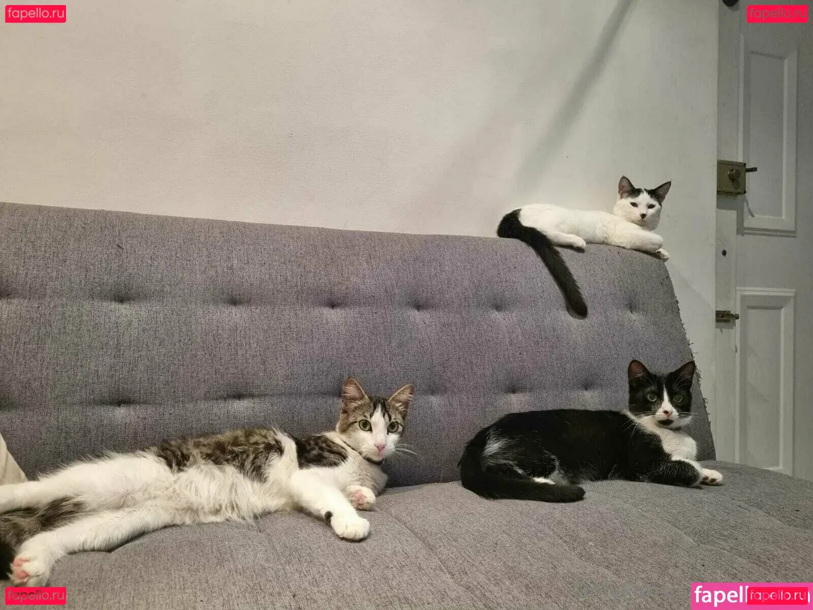 tiffgaia Onlyfans Photo Gallery 