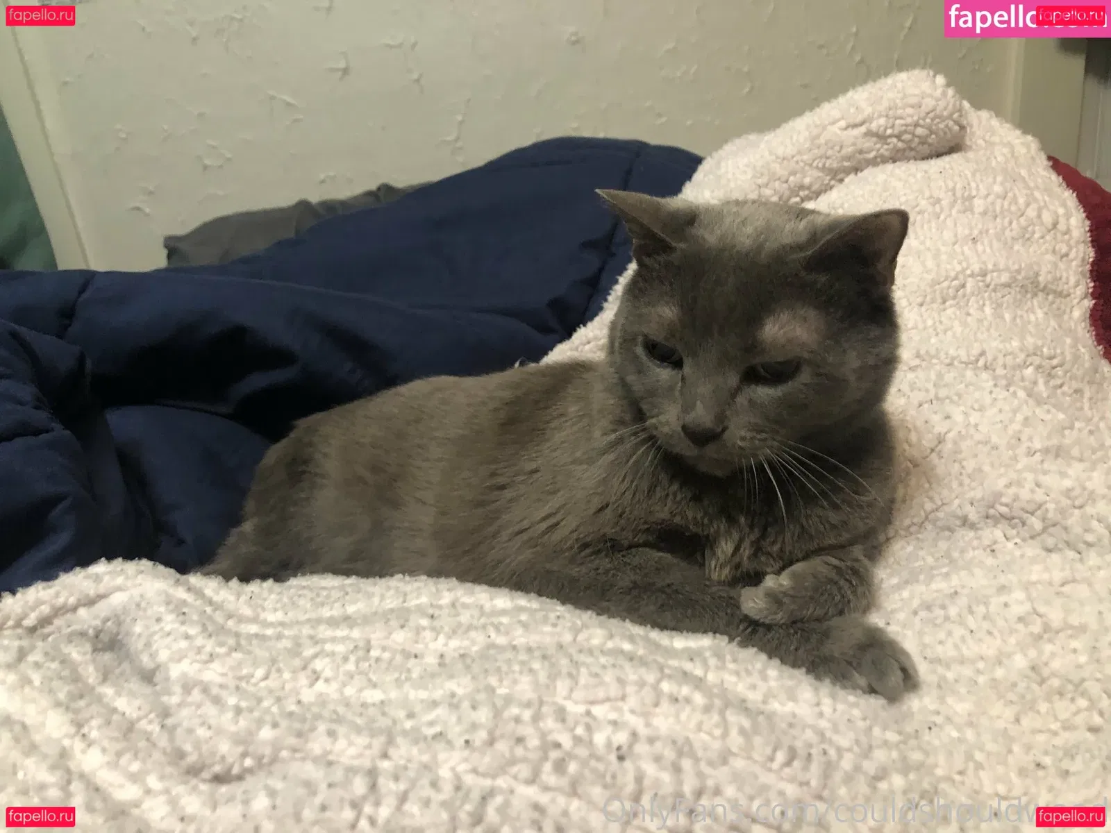 couldshouldwood Onlyfans Photo Gallery 