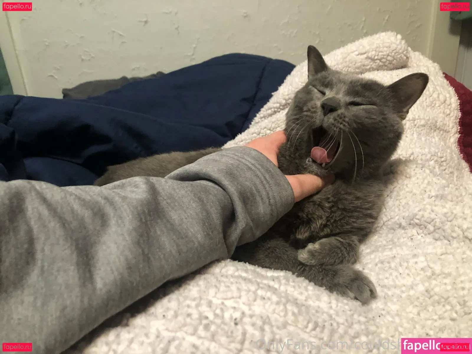 couldshouldwood Onlyfans Photo Gallery 