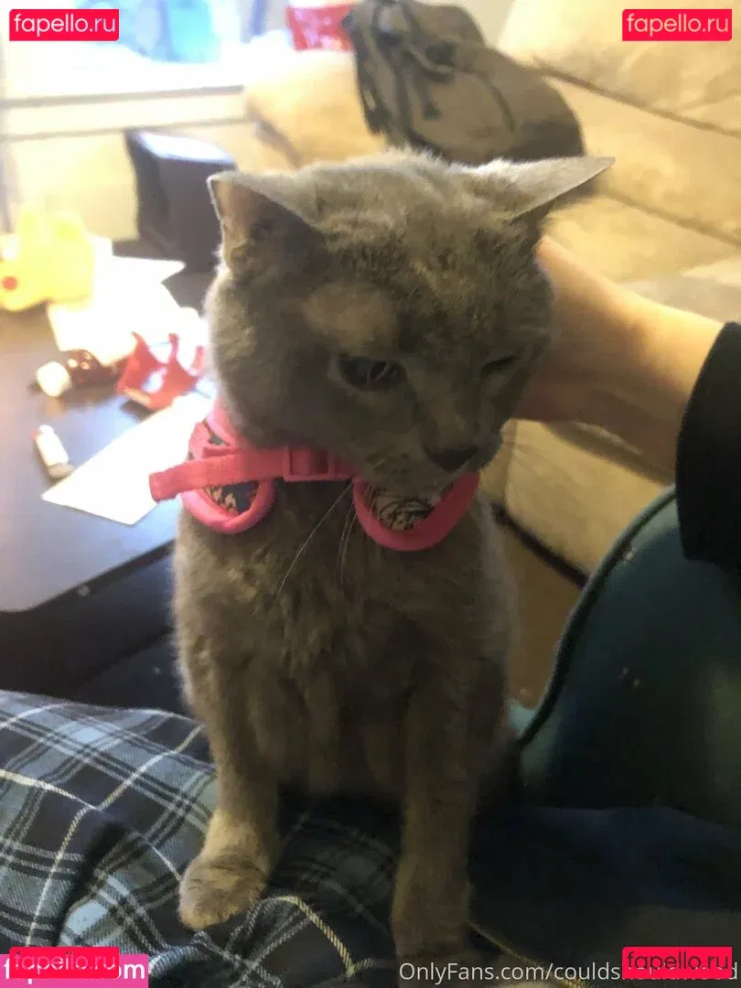 couldshouldwood Onlyfans Photo Gallery 