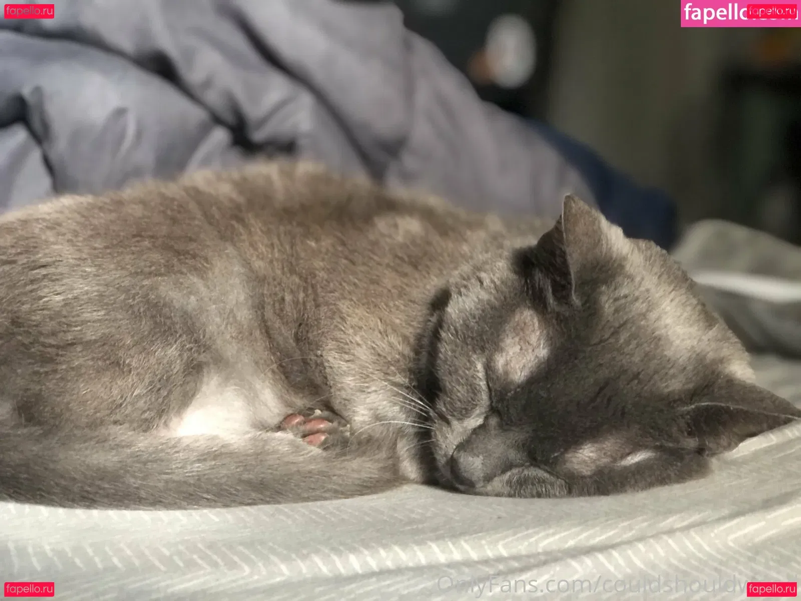 couldshouldwood Onlyfans Photo Gallery 