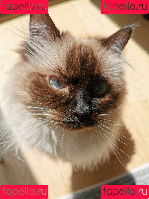 Keekihime Onlyfans Photo Gallery 