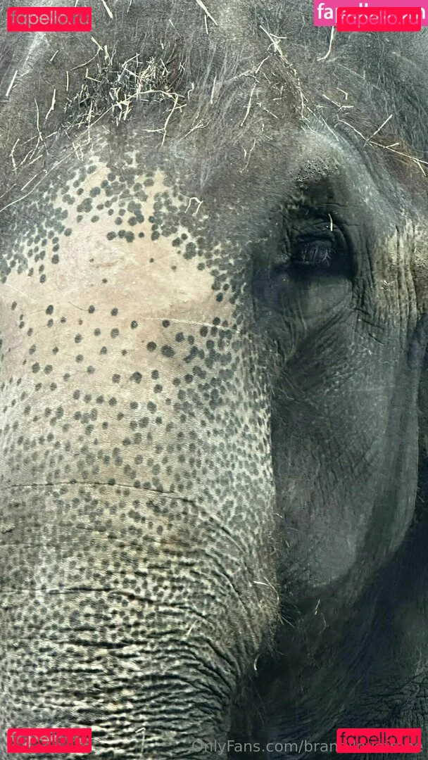 brandilovefreee Onlyfans Photo Gallery 