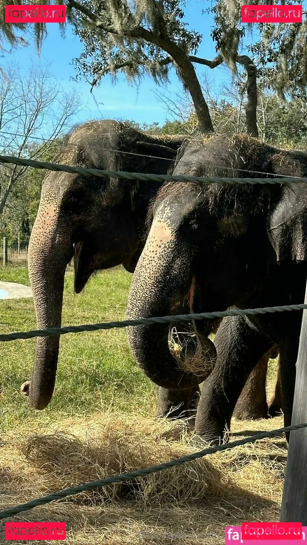 brandilovefreee Onlyfans Photo Gallery 