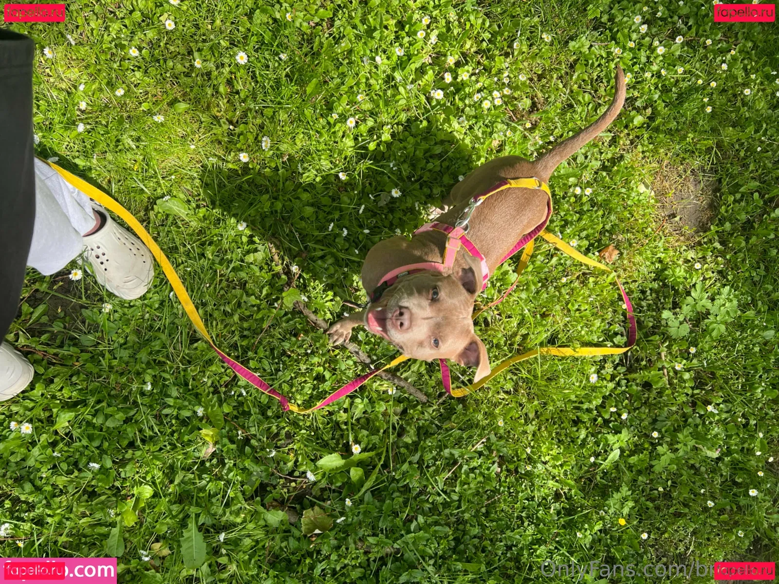 bribunn Onlyfans Photo Gallery 