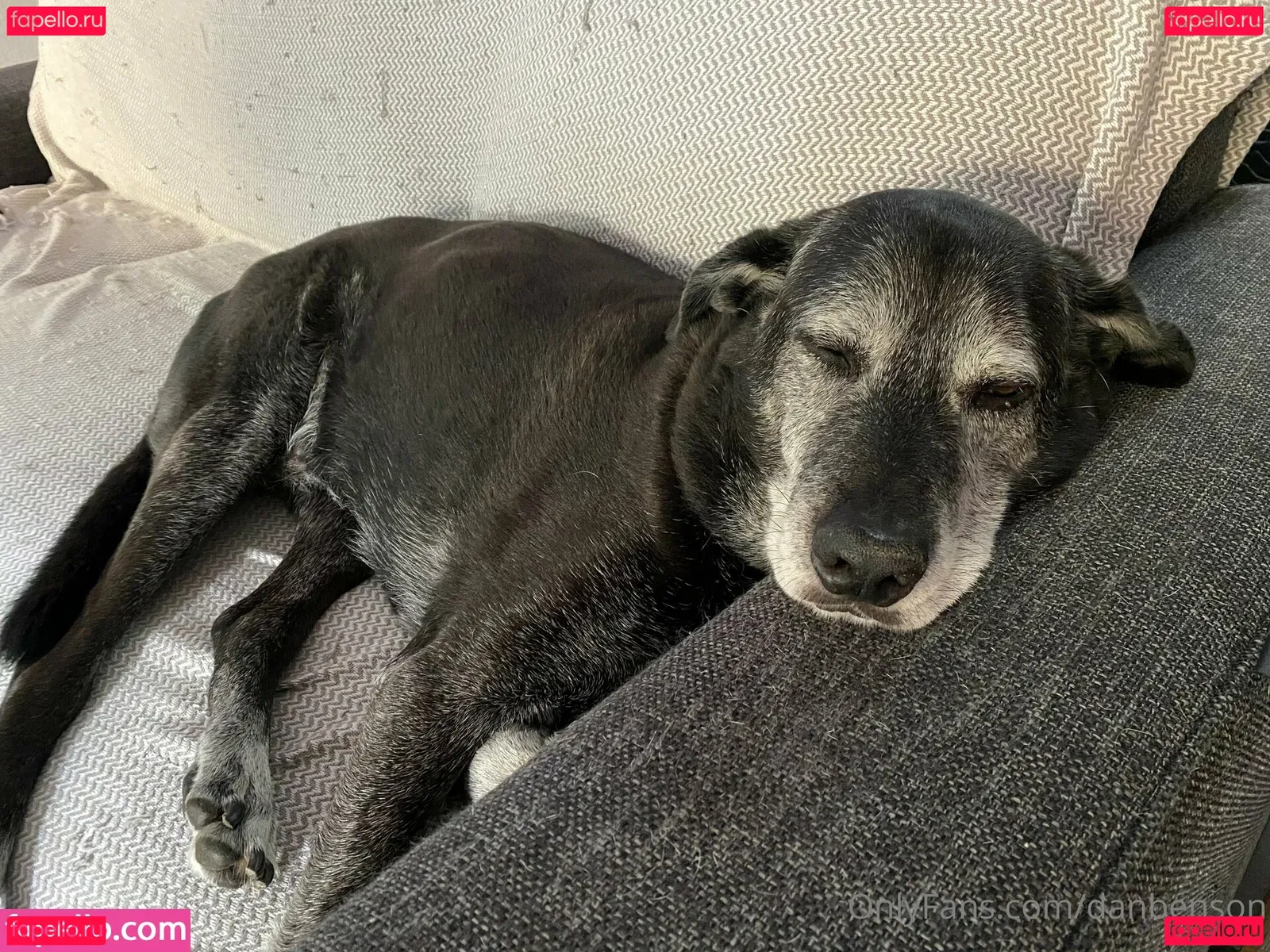 danbenson Onlyfans Photo Gallery 