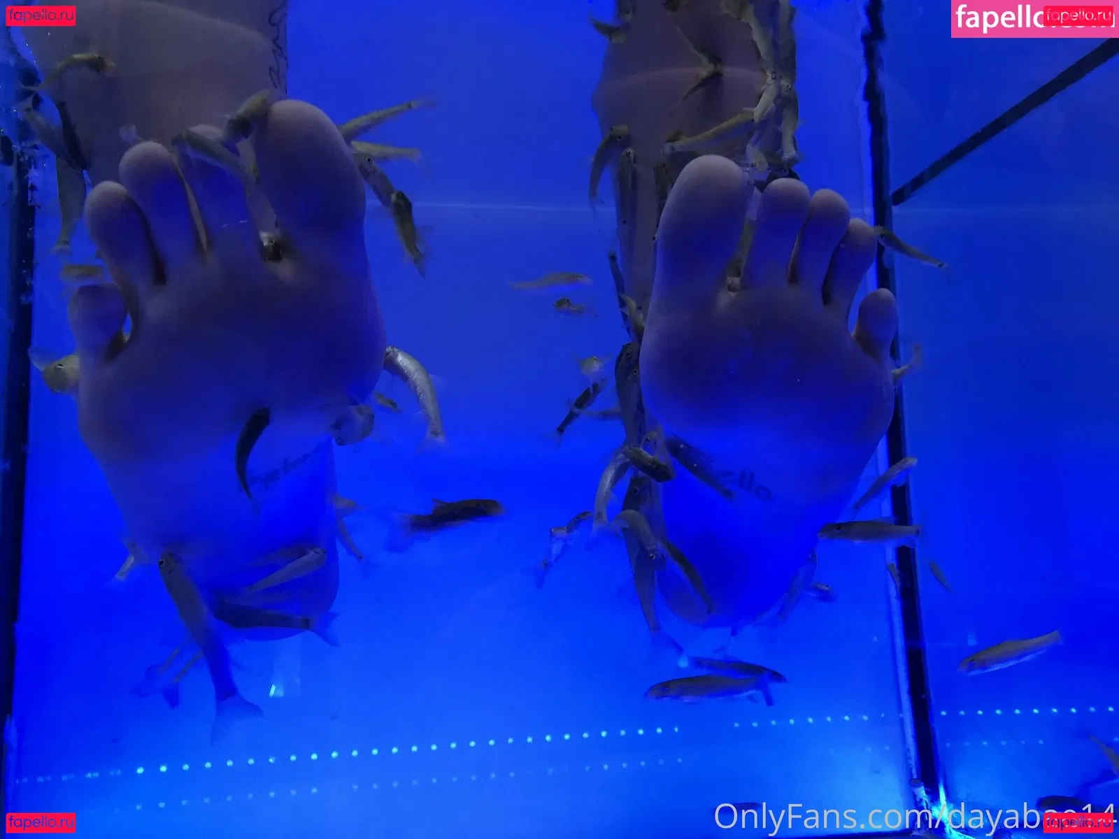 dayabae14 Onlyfans Photo Gallery 