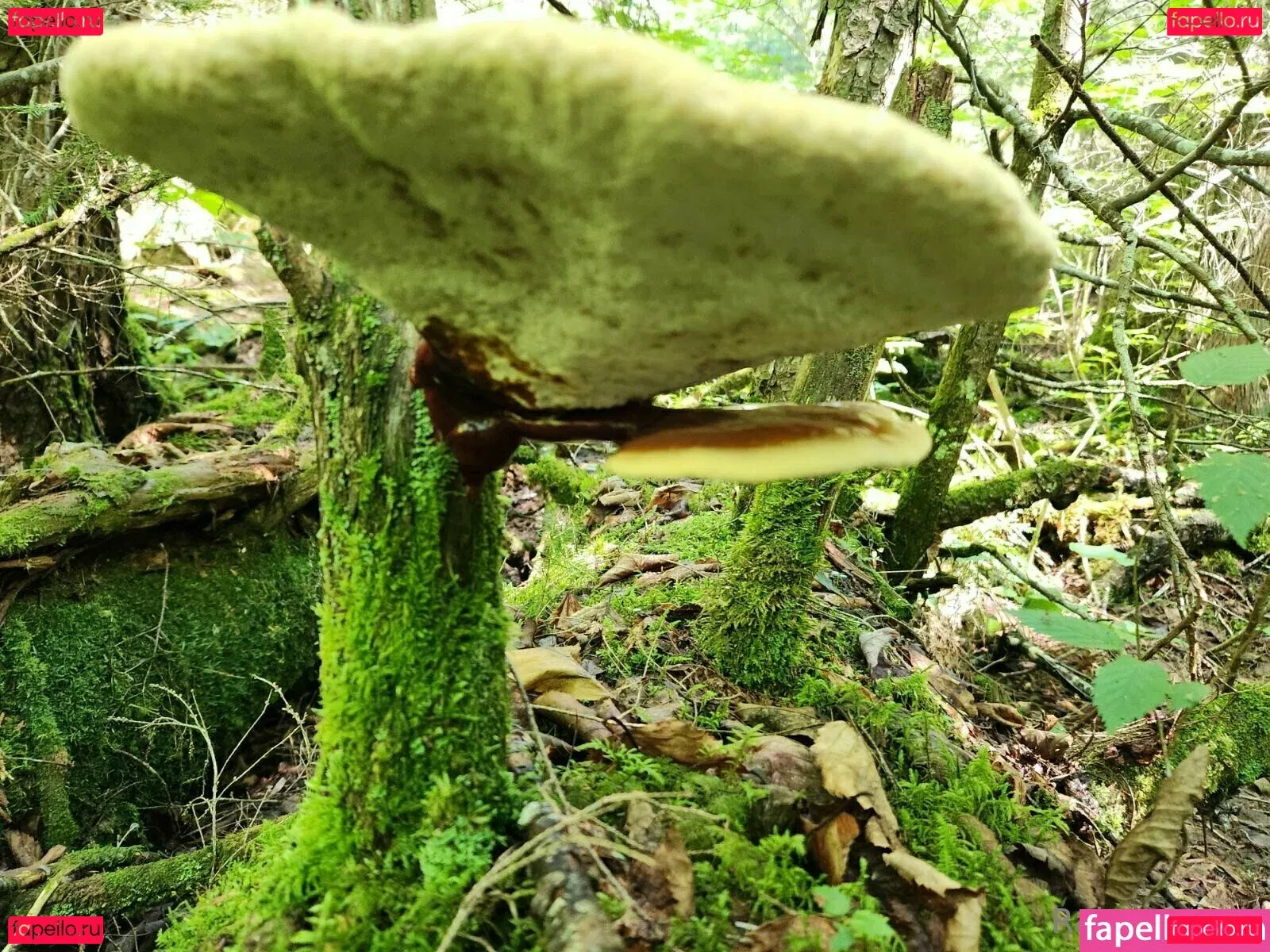 u69507126 Onlyfans Photo Gallery 