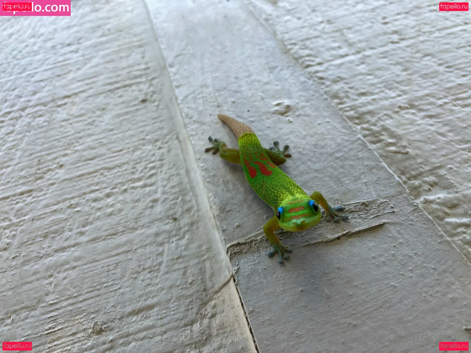 joanraay Onlyfans Photo Gallery 