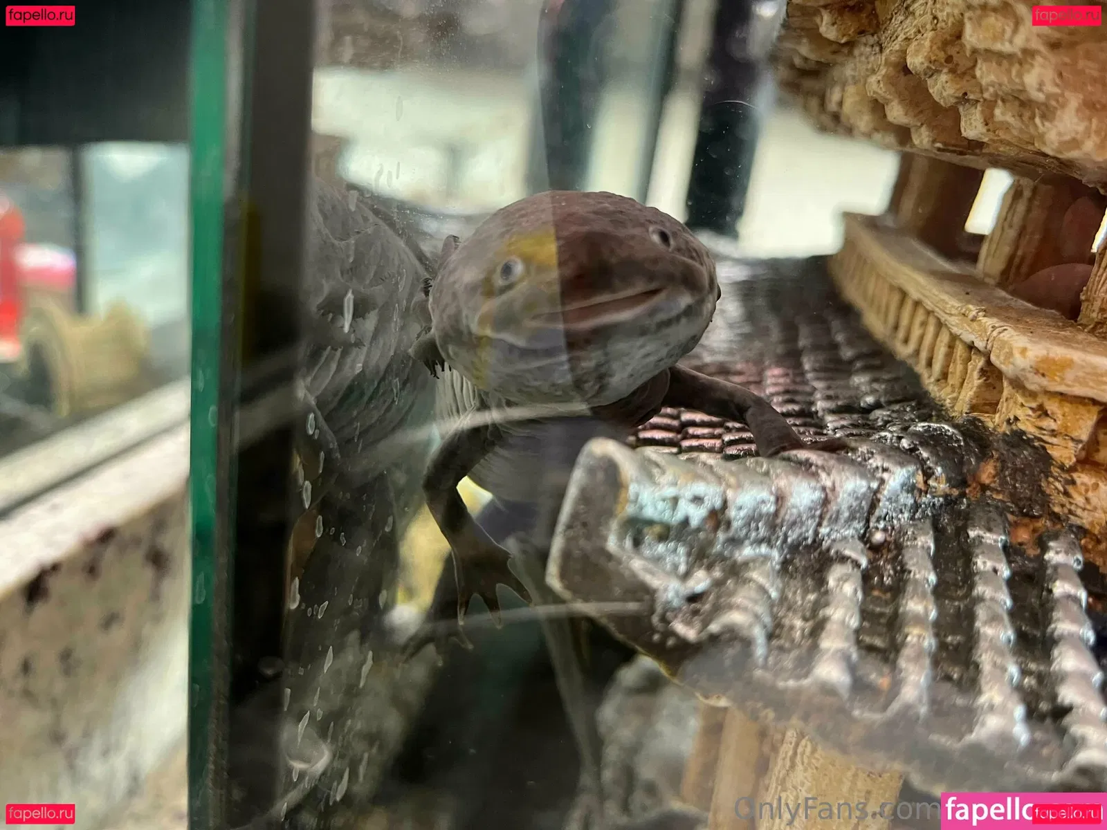 kiyomiii_0 Onlyfans Photo Gallery 