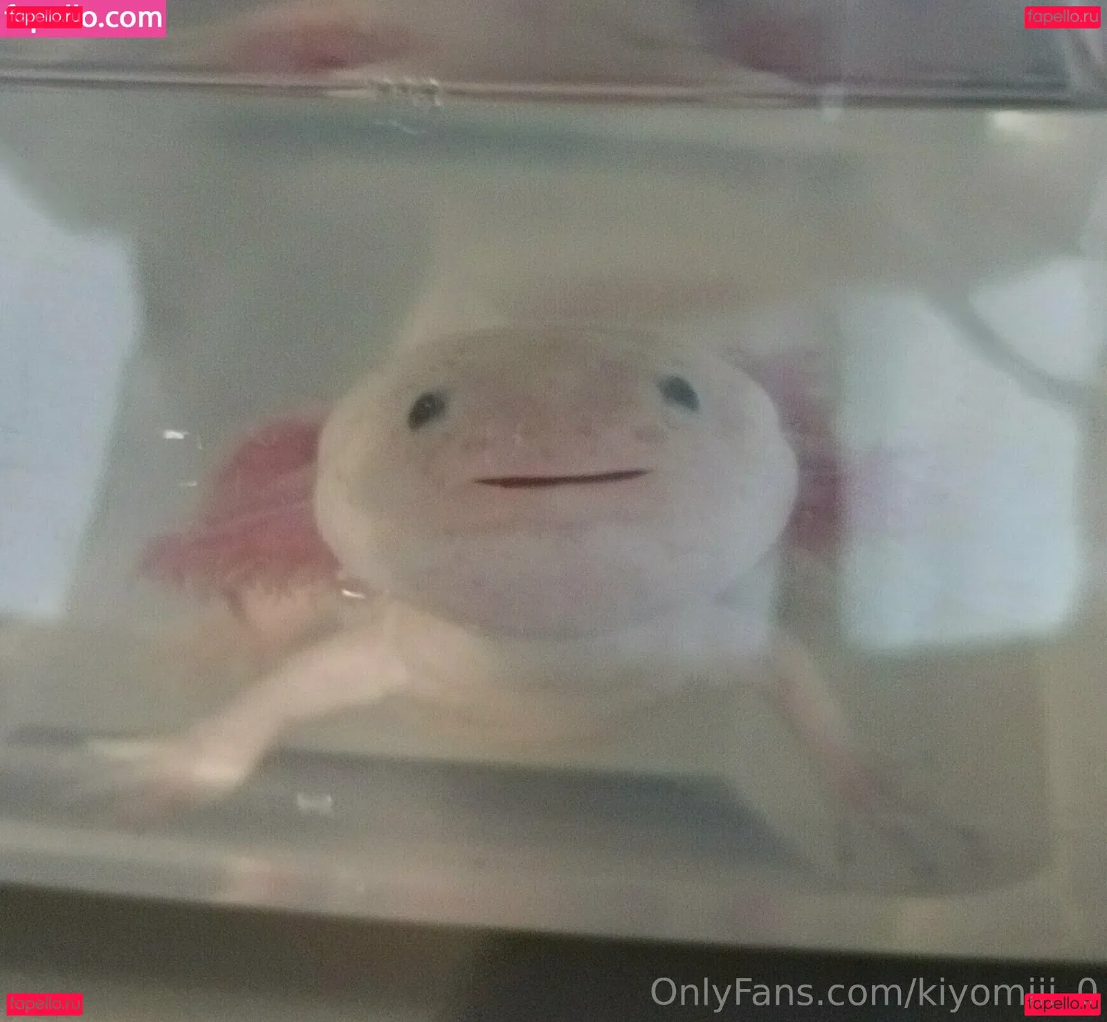 kiyomiii_0 Onlyfans Photo Gallery 