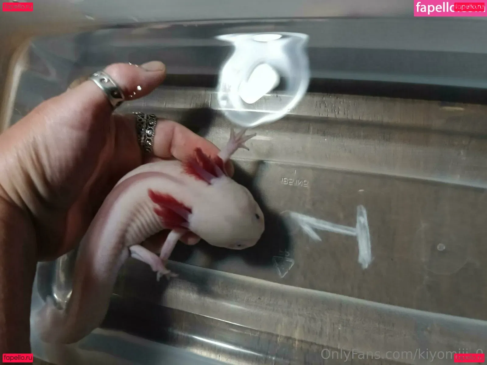 kiyomiii_0 Onlyfans Photo Gallery 