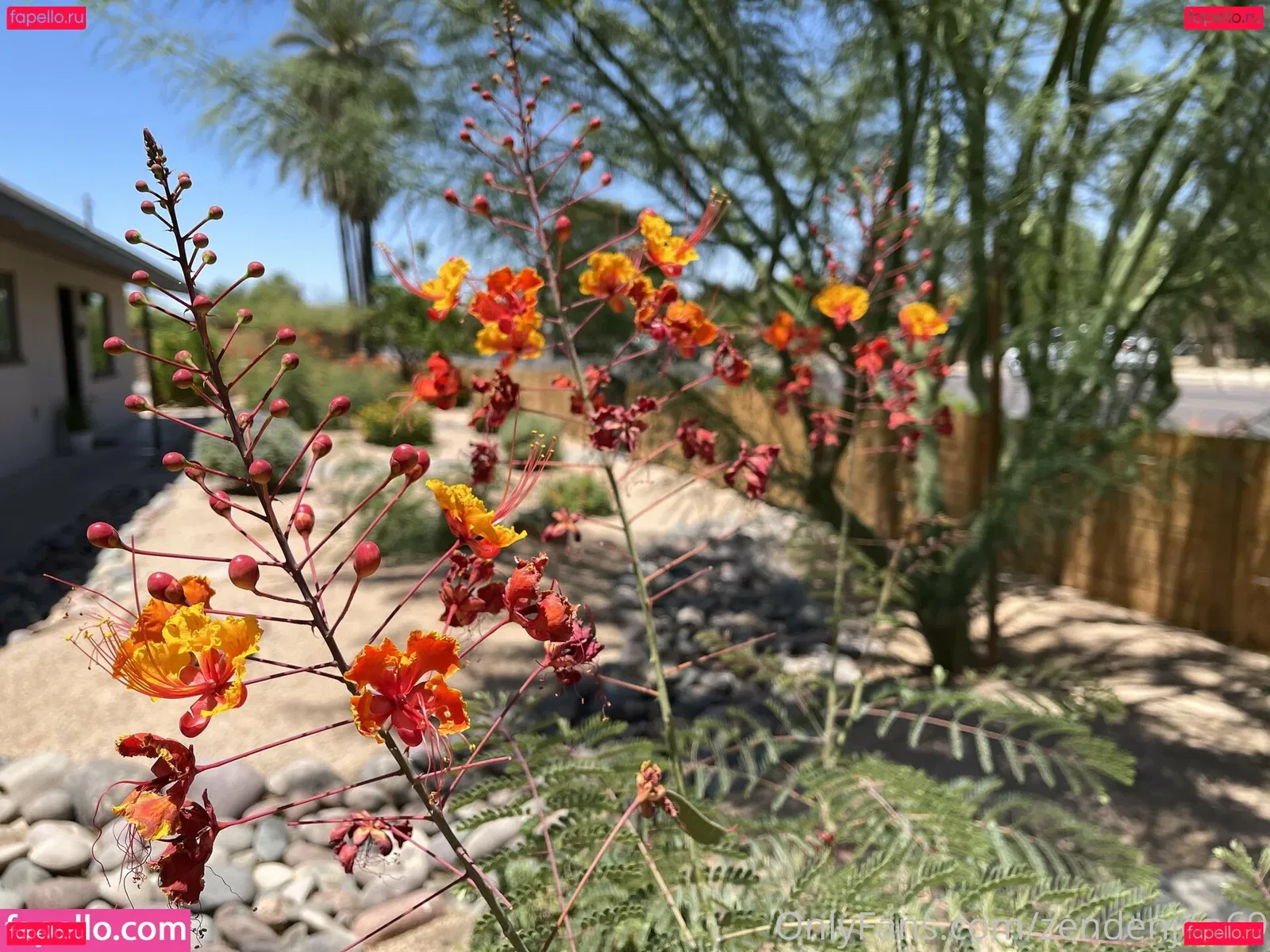 zendenjen69 Onlyfans Photo Gallery 