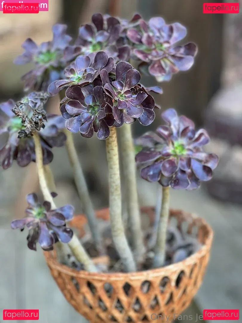 zendenjen69 Onlyfans Photo Gallery 