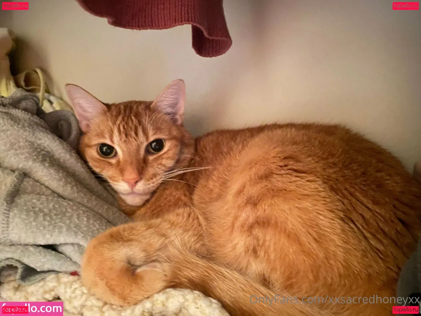 xxsacredhoneyxx Onlyfans Photo Gallery 