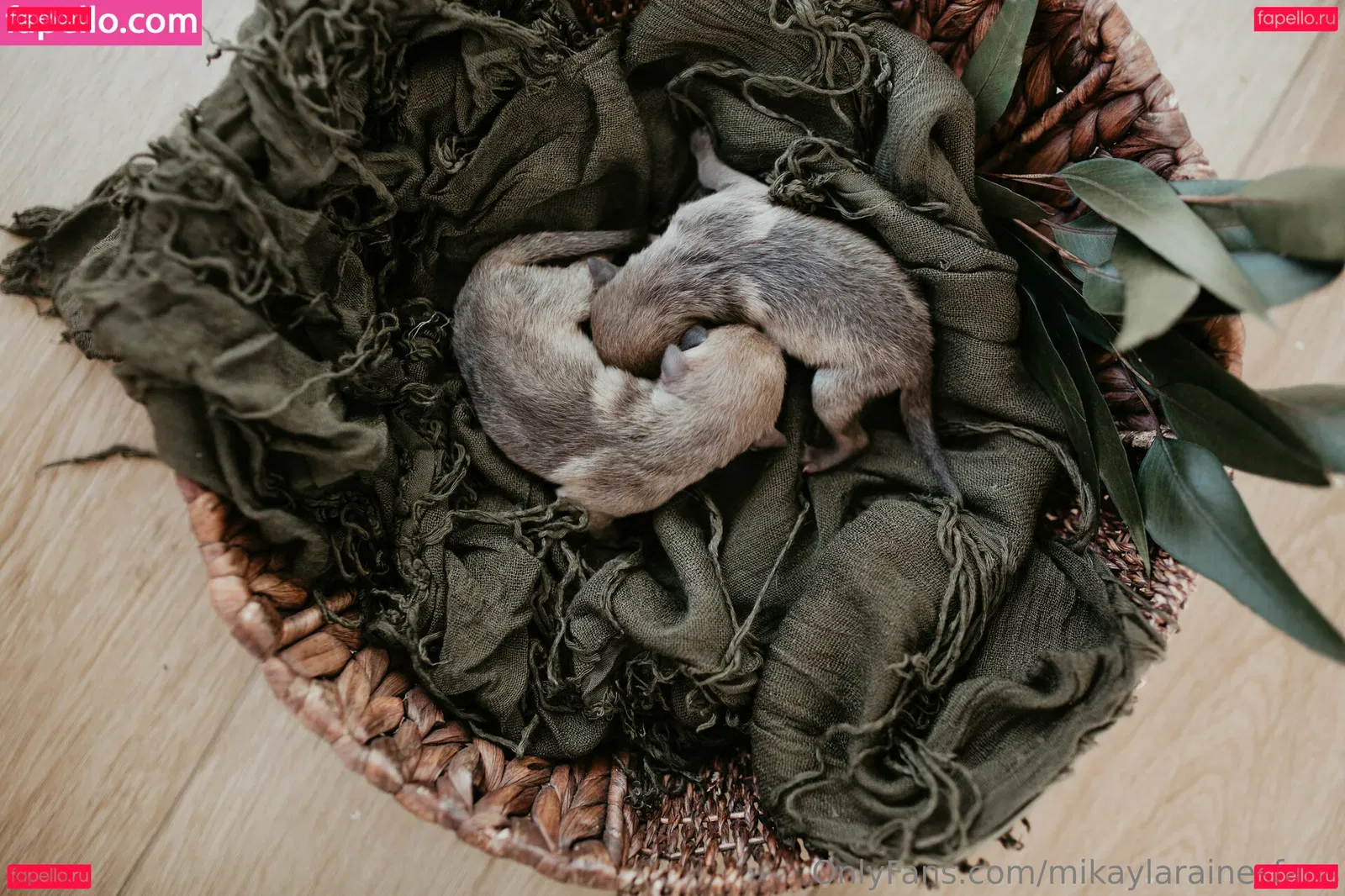 mikaylarainesfans Onlyfans Photo Gallery 