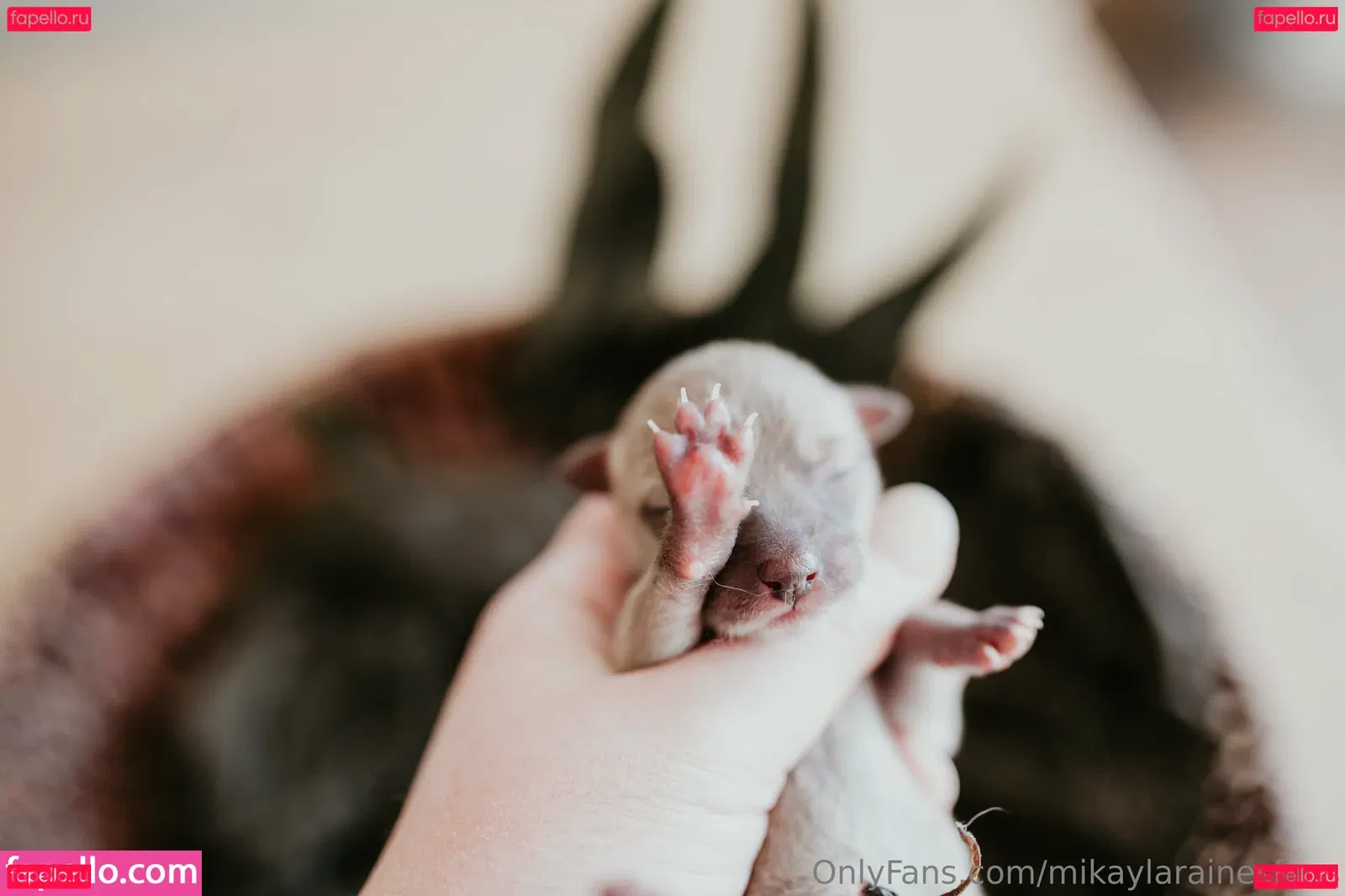 mikaylarainesfans Onlyfans Photo Gallery 