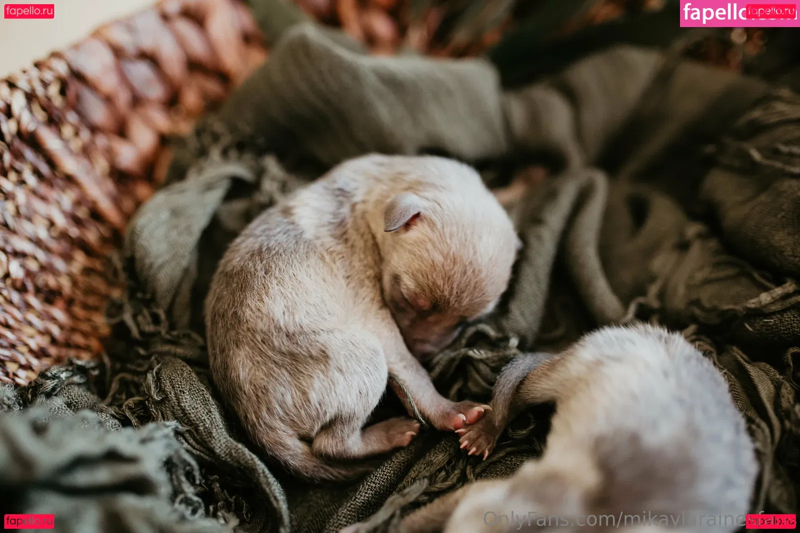 mikaylarainesfans Onlyfans Photo Gallery 