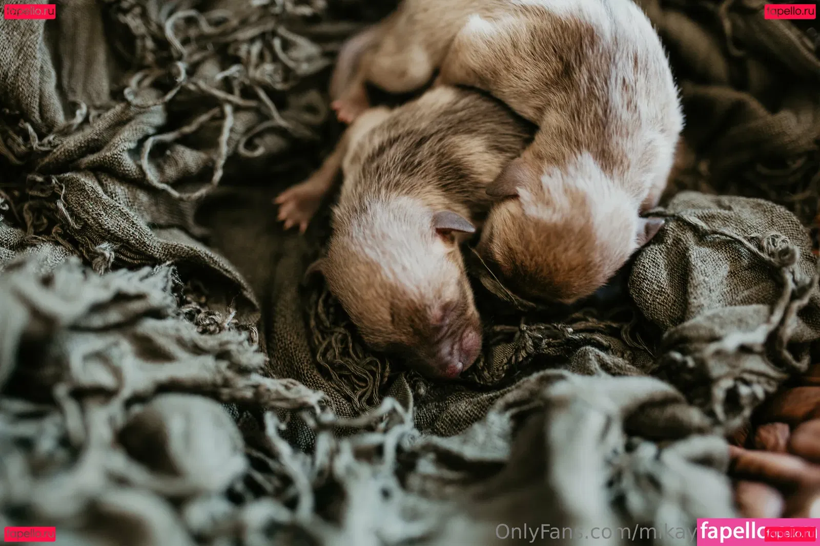 mikaylarainesfans Onlyfans Photo Gallery 