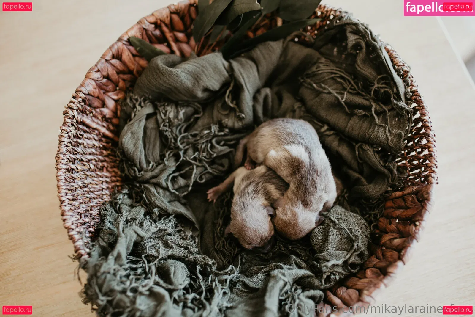 mikaylarainesfans Onlyfans Photo Gallery 