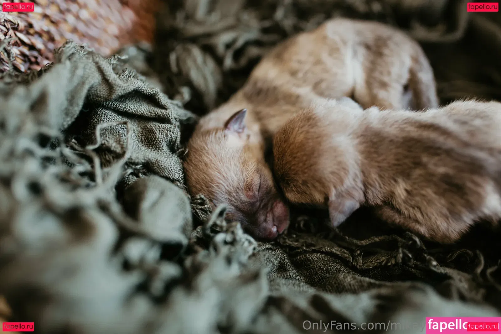 mikaylarainesfans Onlyfans Photo Gallery 