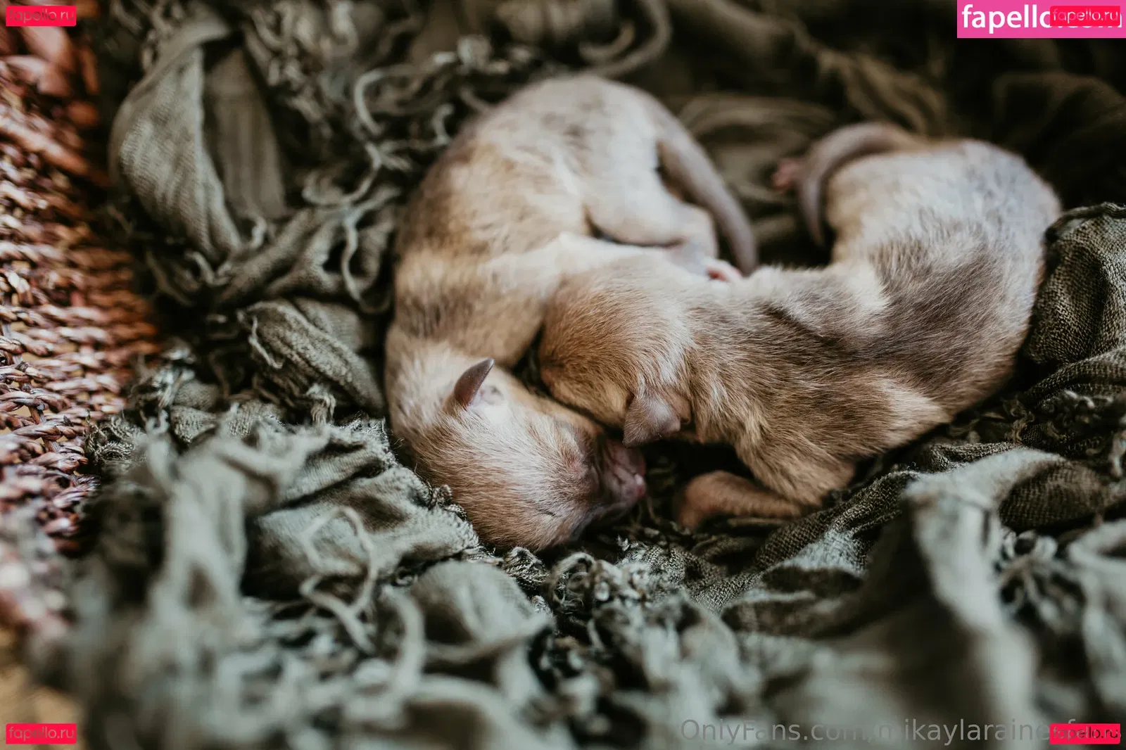 mikaylarainesfans Onlyfans Photo Gallery 