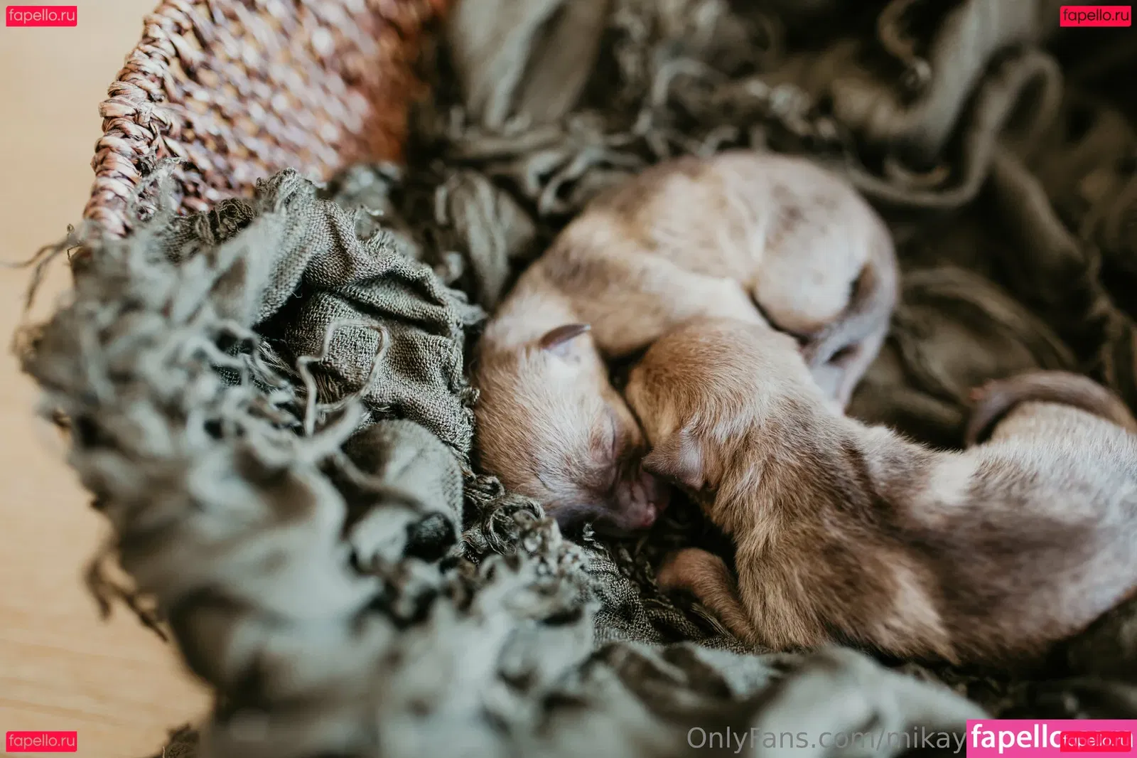 mikaylarainesfans Onlyfans Photo Gallery 