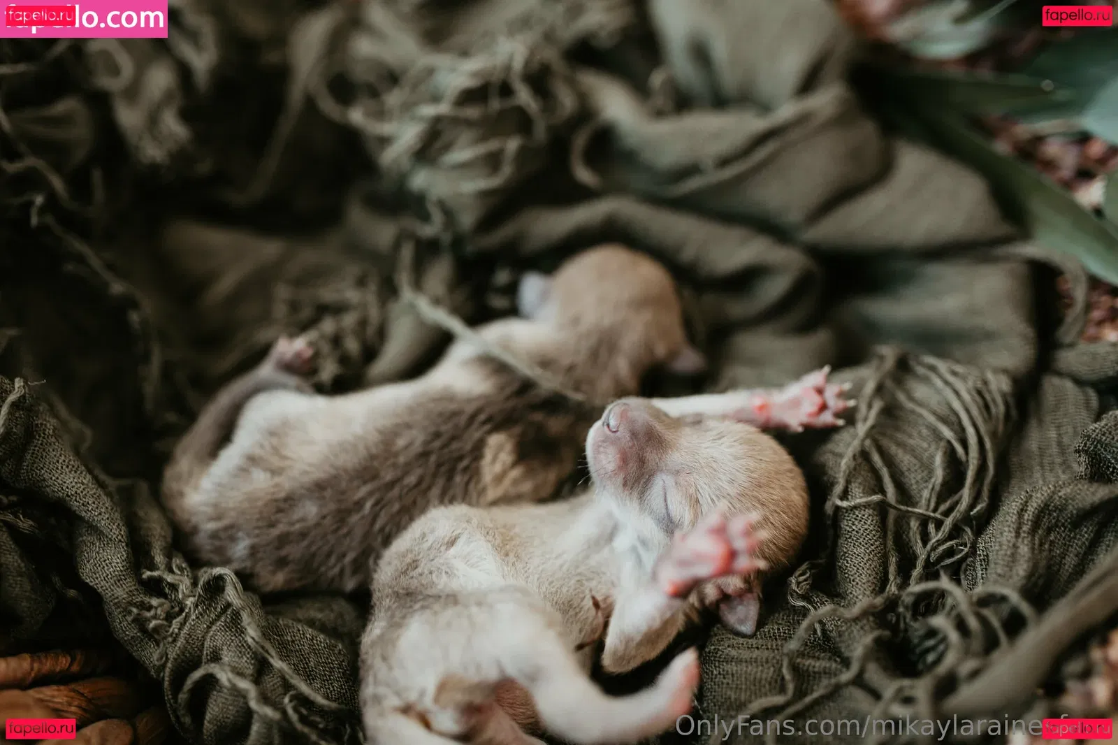 mikaylarainesfans Onlyfans Photo Gallery 