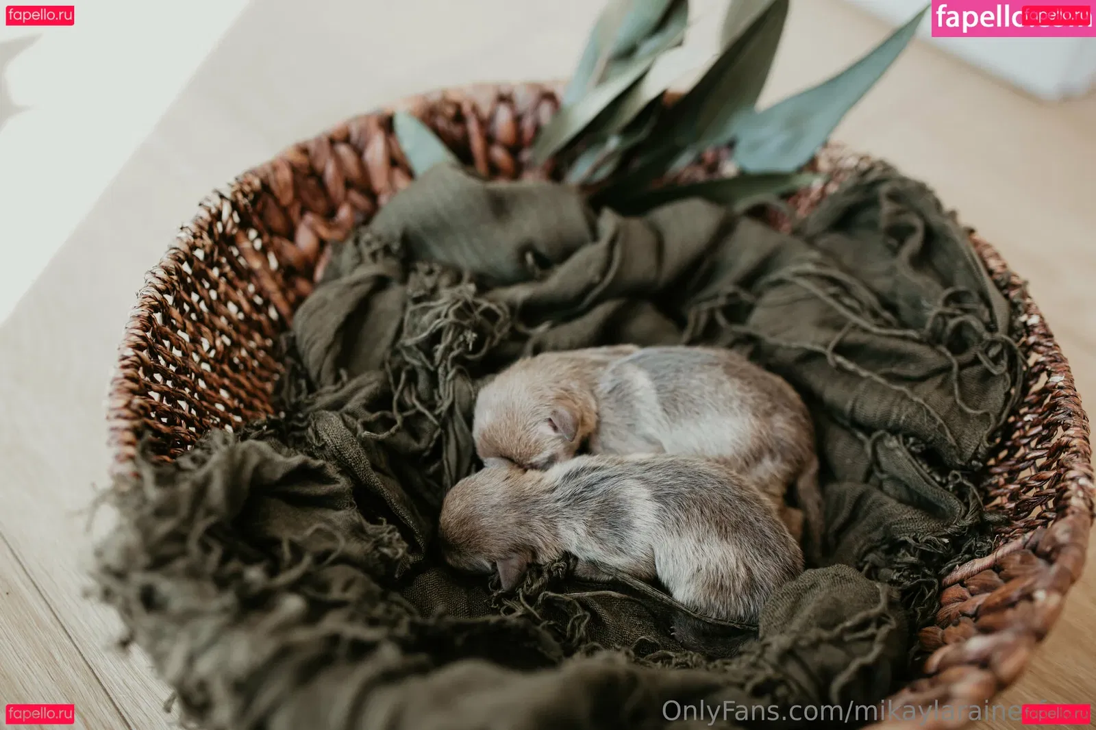 mikaylarainesfans Onlyfans Photo Gallery 