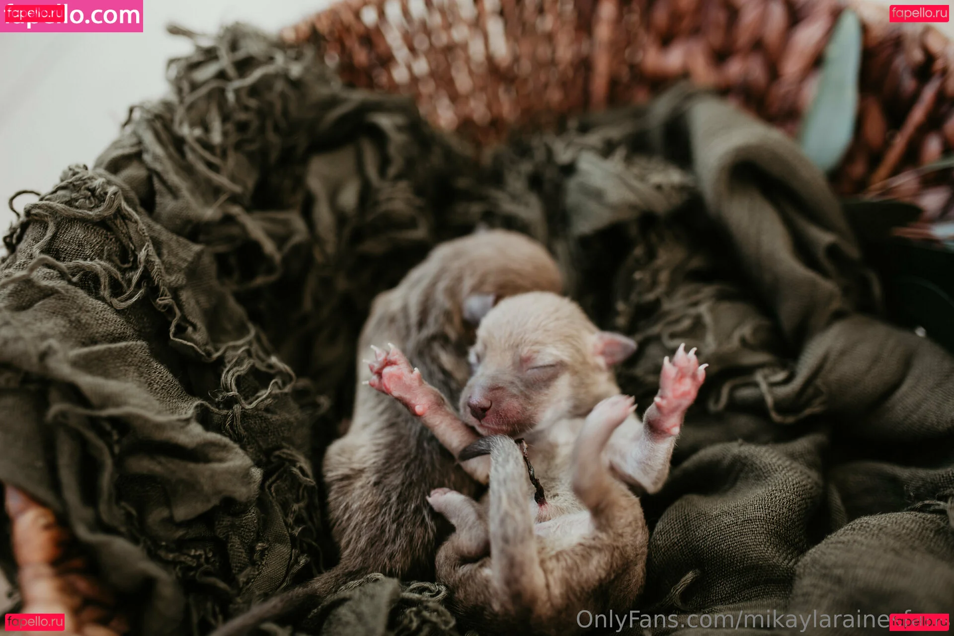 mikaylarainesfans Onlyfans Photo Gallery 