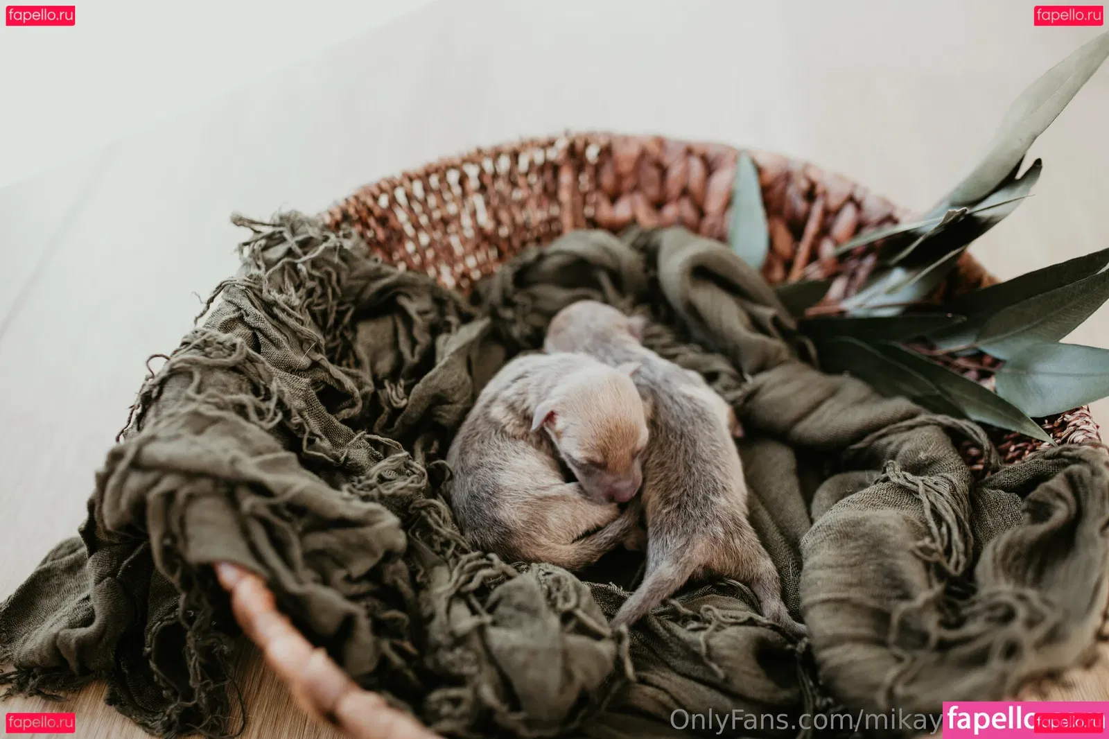 mikaylarainesfans Onlyfans Photo Gallery 