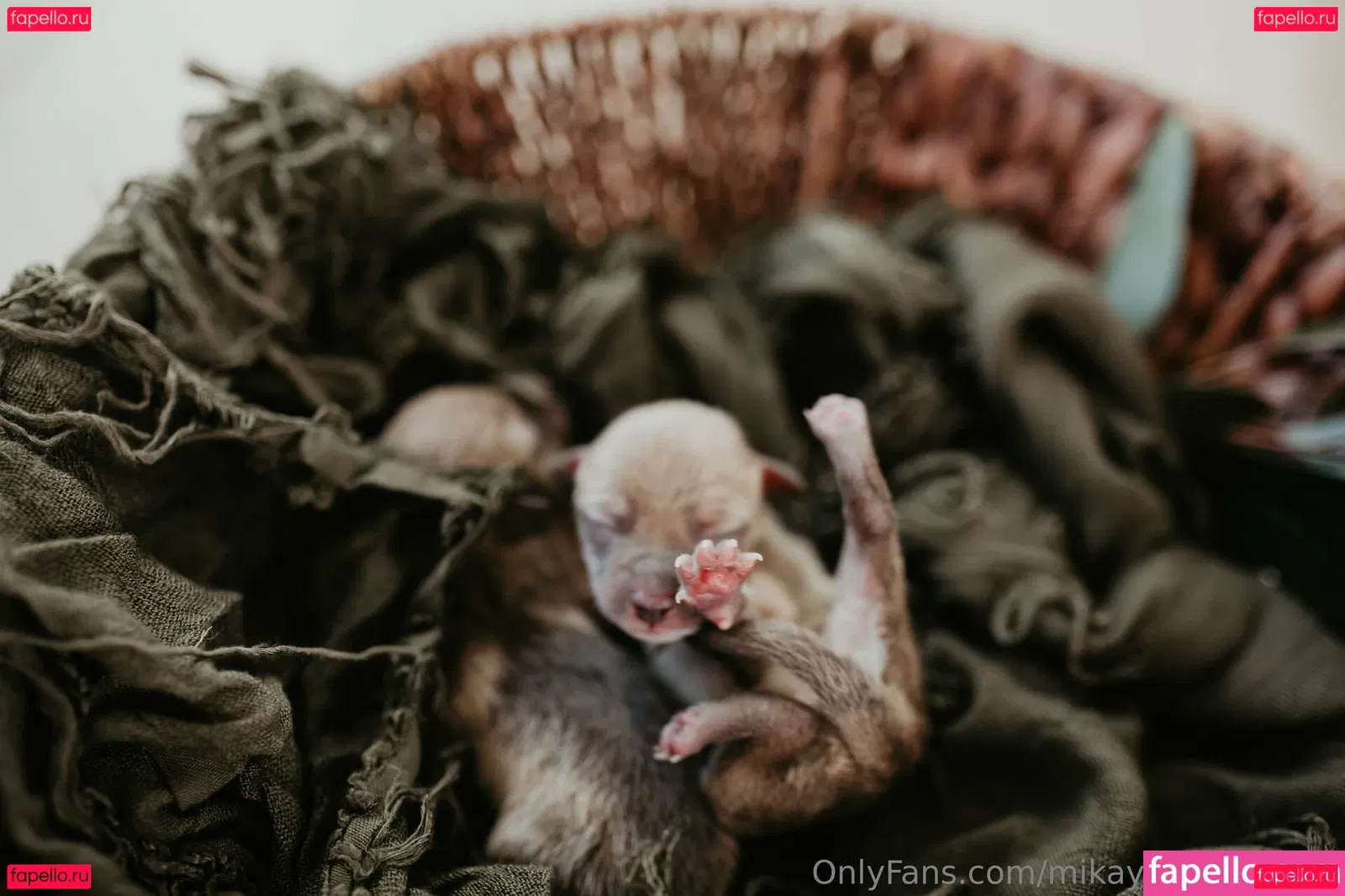 mikaylarainesfans Onlyfans Photo Gallery 