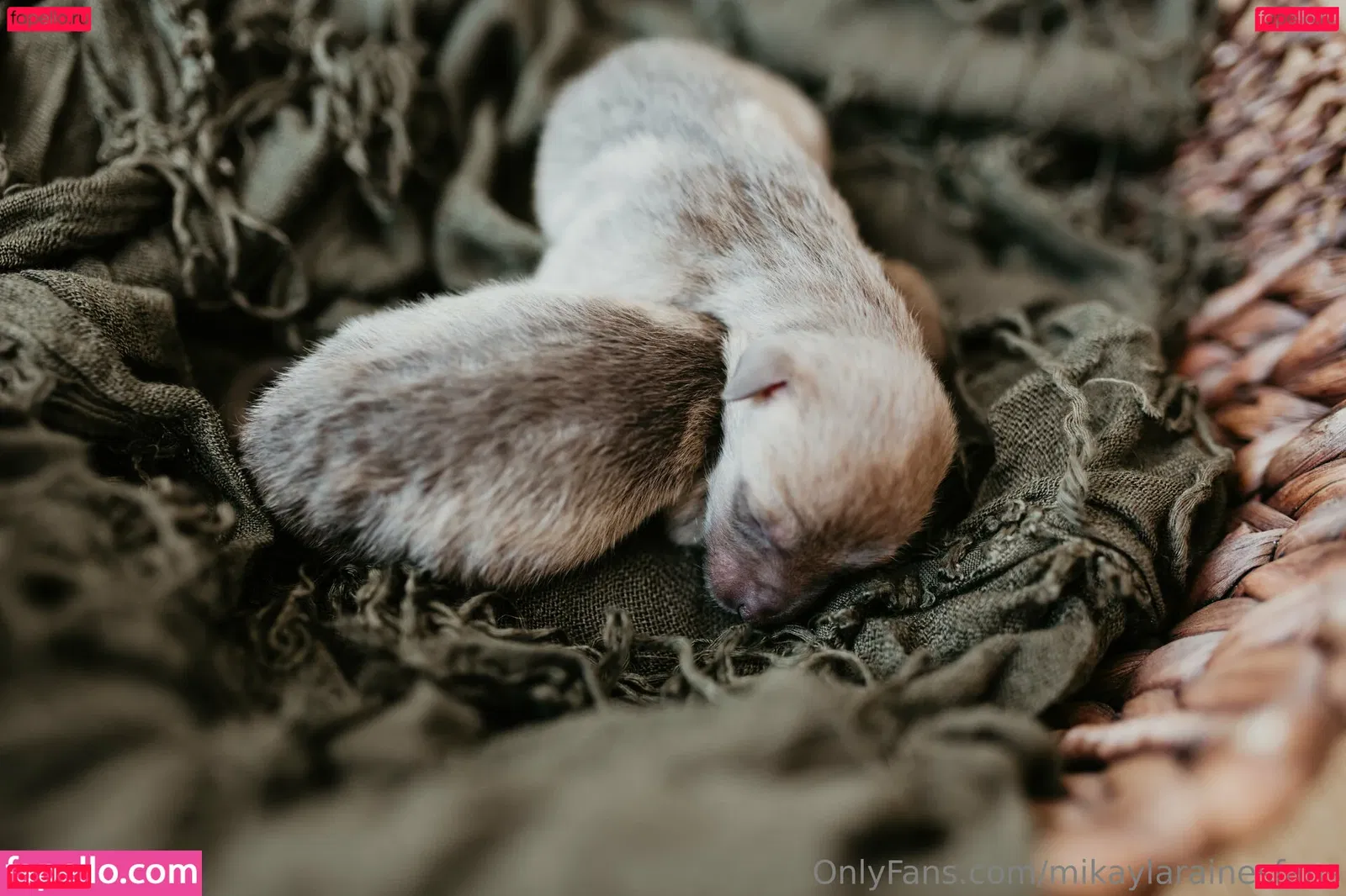 mikaylarainesfans Onlyfans Photo Gallery 