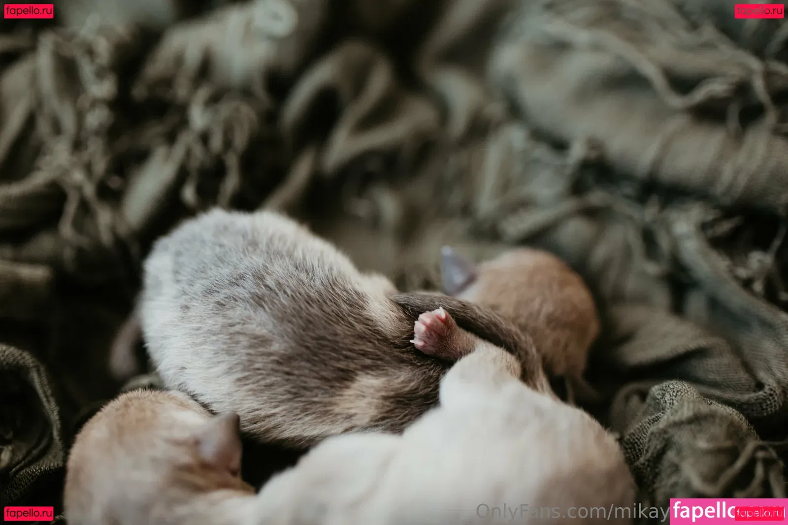 mikaylarainesfans Onlyfans Photo Gallery 