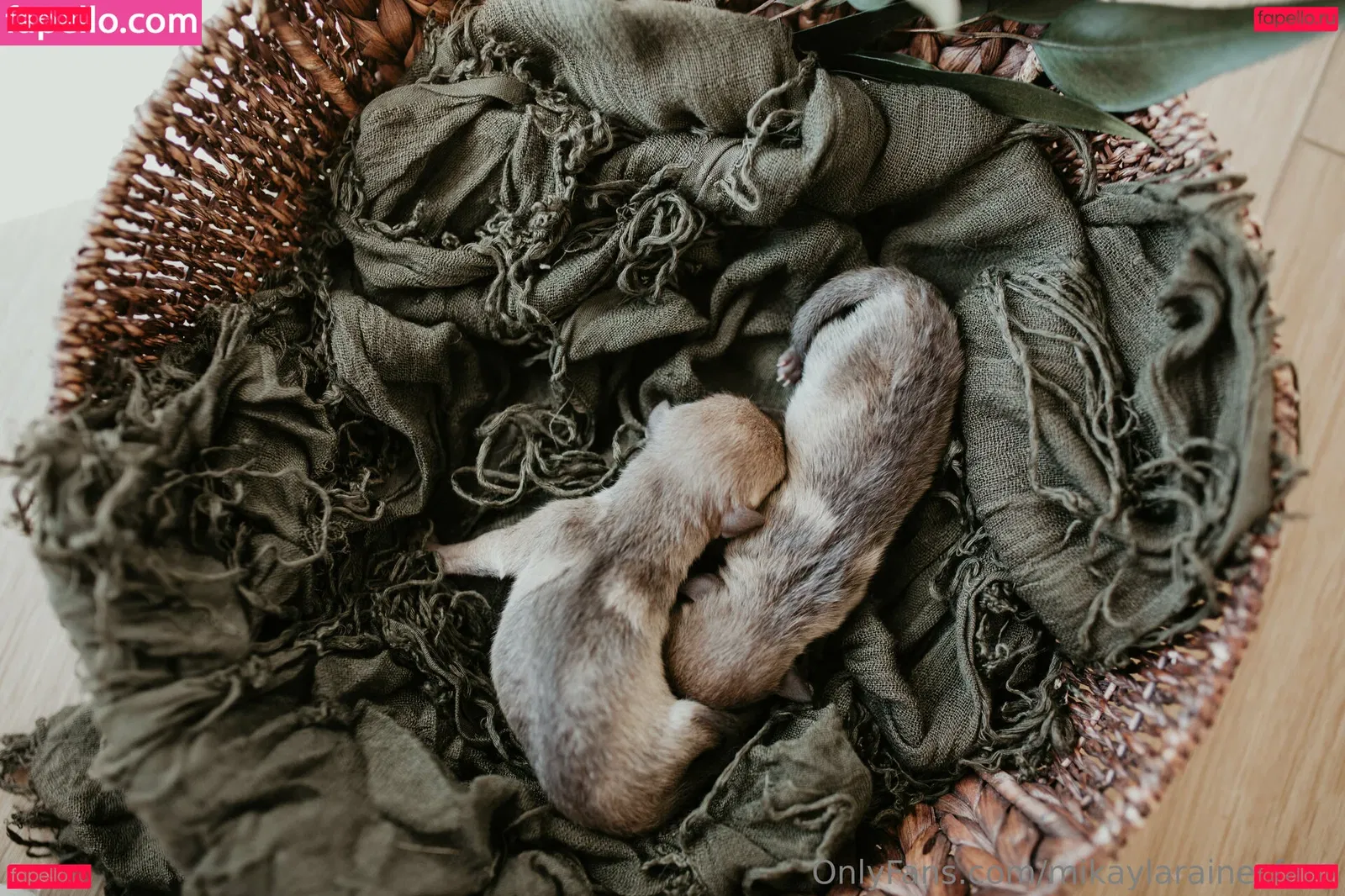 mikaylarainesfans Onlyfans Photo Gallery 