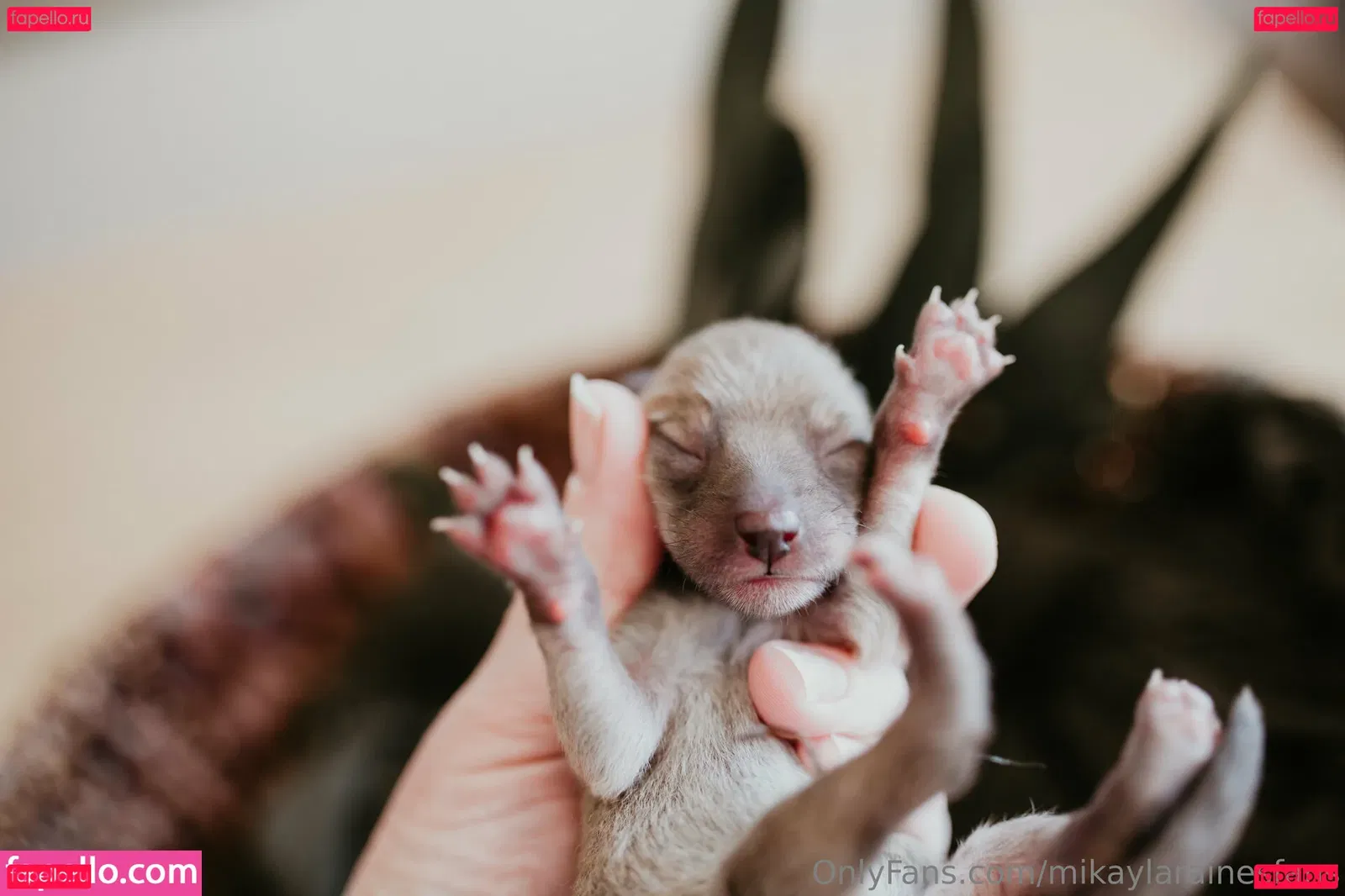 mikaylarainesfans Onlyfans Photo Gallery 