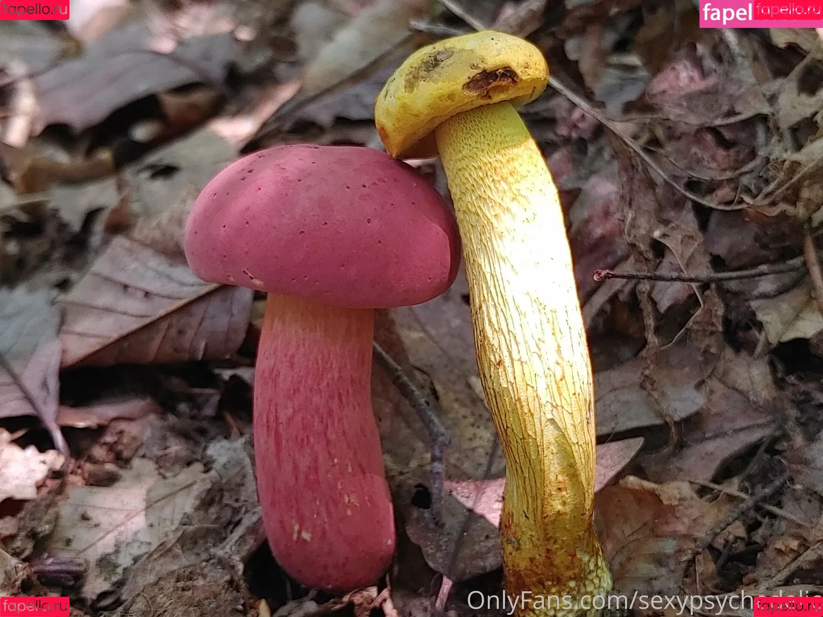 sexypsychedelic Onlyfans Photo Gallery 