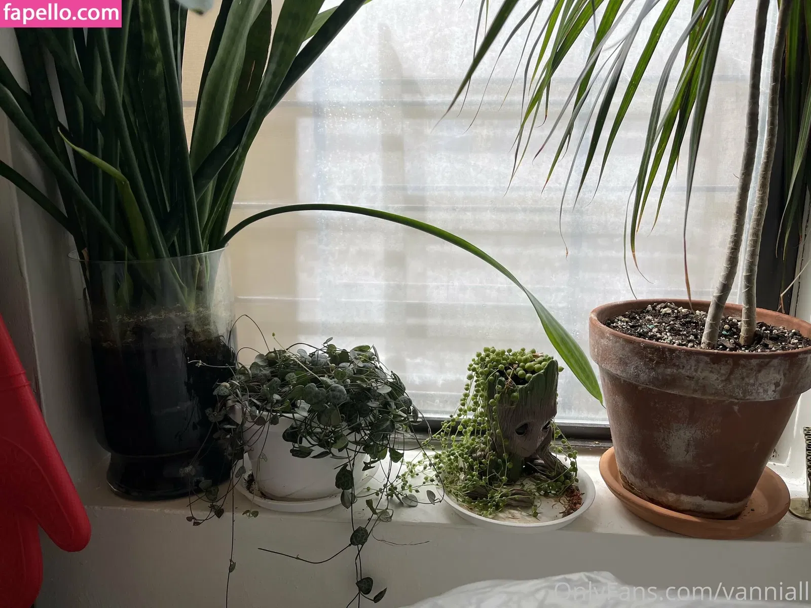 Vanniall Onlyfans Photo Gallery 