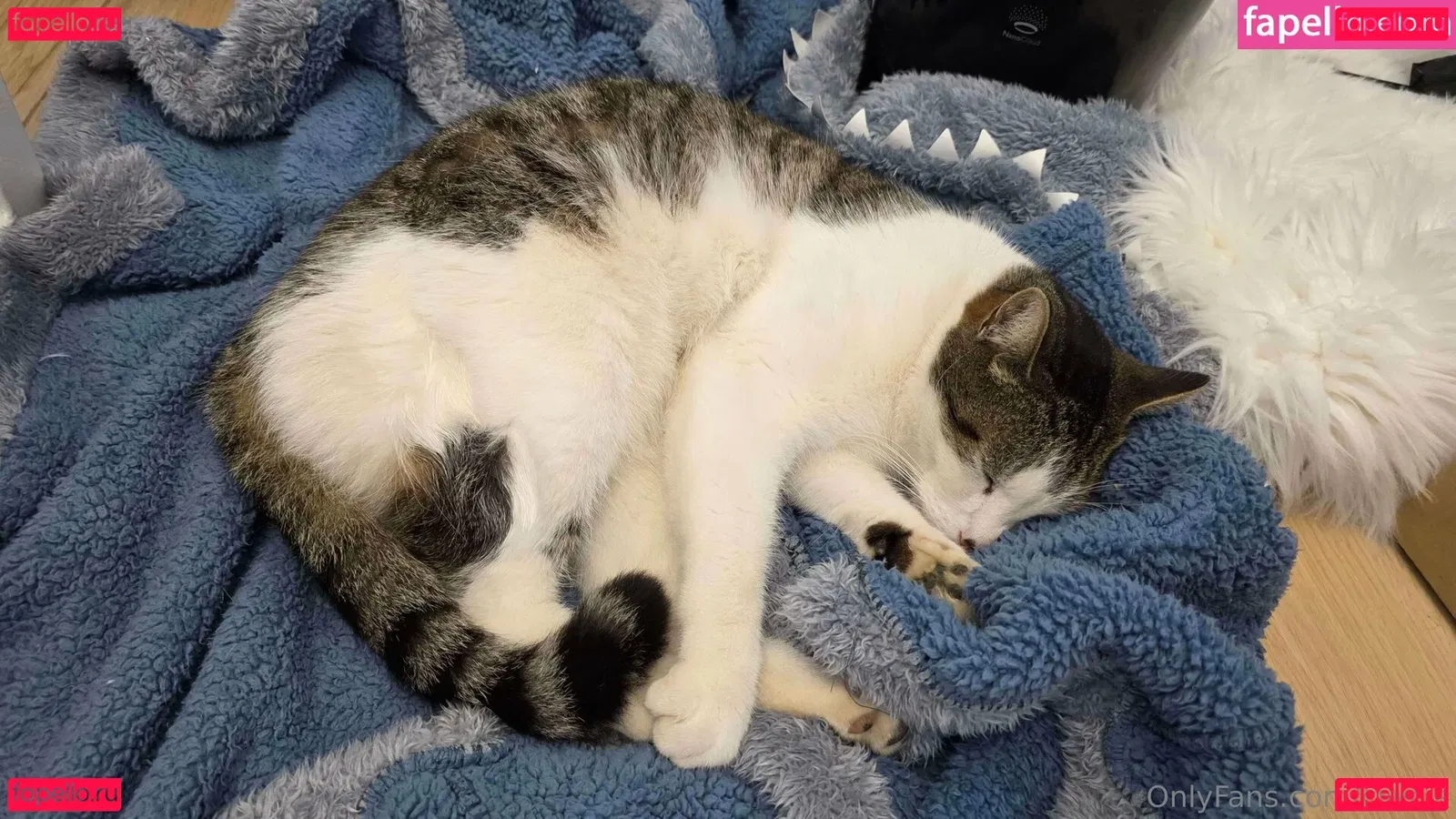 Ciwcia Onlyfans Photo Gallery 