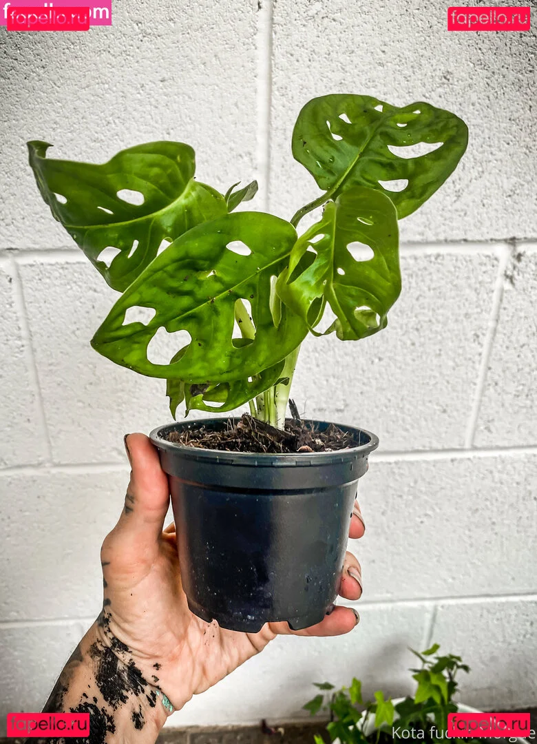 kota_morgue Onlyfans Photo Gallery 