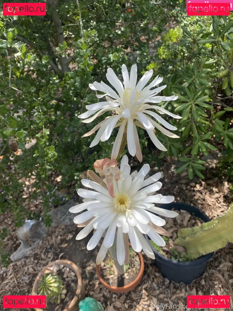 tallielorain Onlyfans Photo Gallery 