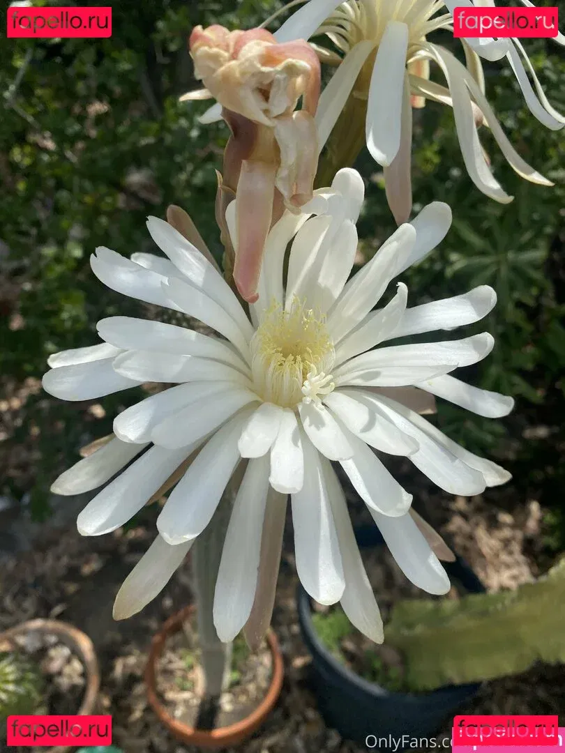 tallielorain Onlyfans Photo Gallery 