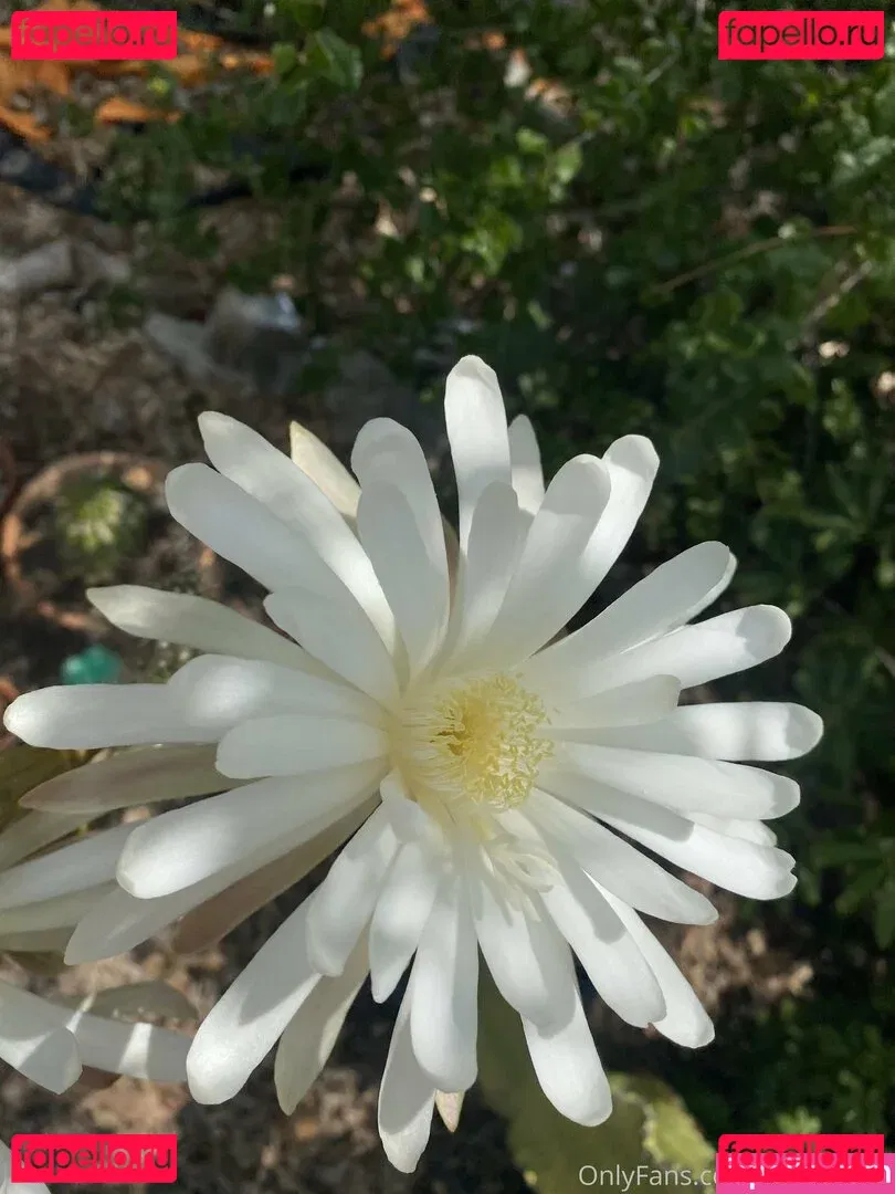 tallielorain Onlyfans Photo Gallery 