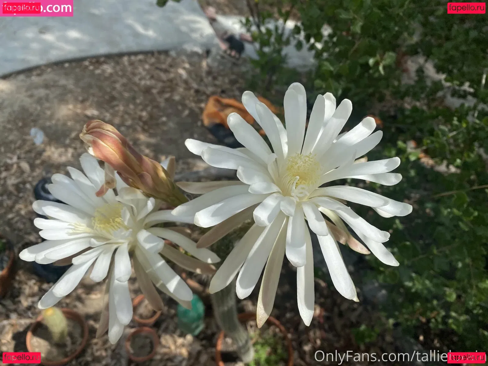 tallielorain Onlyfans Photo Gallery 