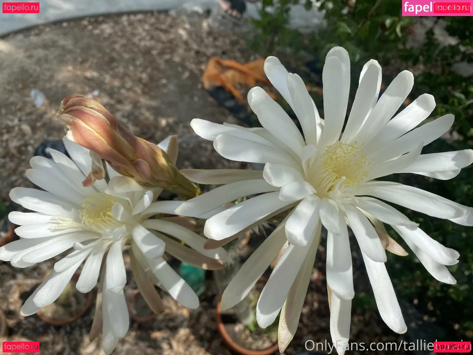 tallielorain Onlyfans Photo Gallery 