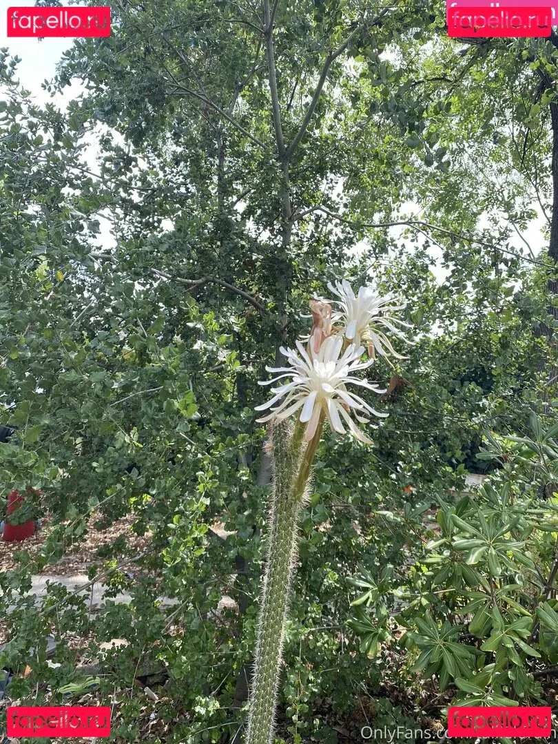 tallielorain Onlyfans Photo Gallery 