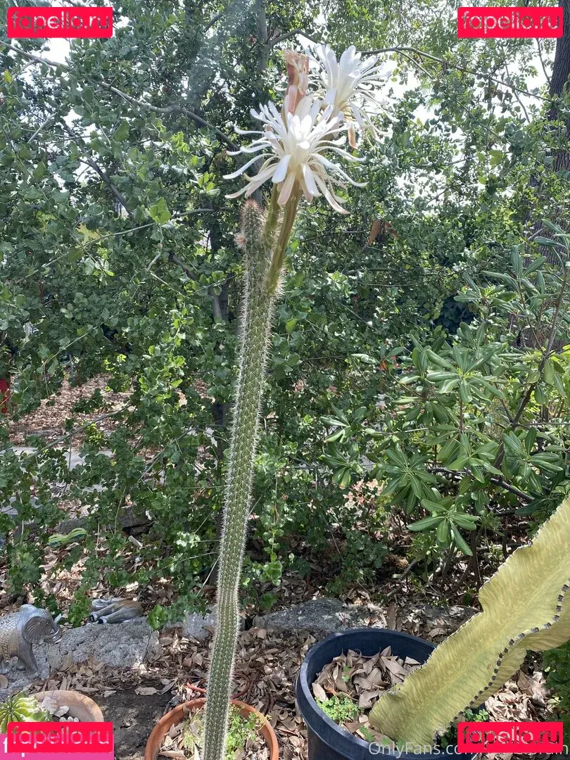 tallielorain Onlyfans Photo Gallery 