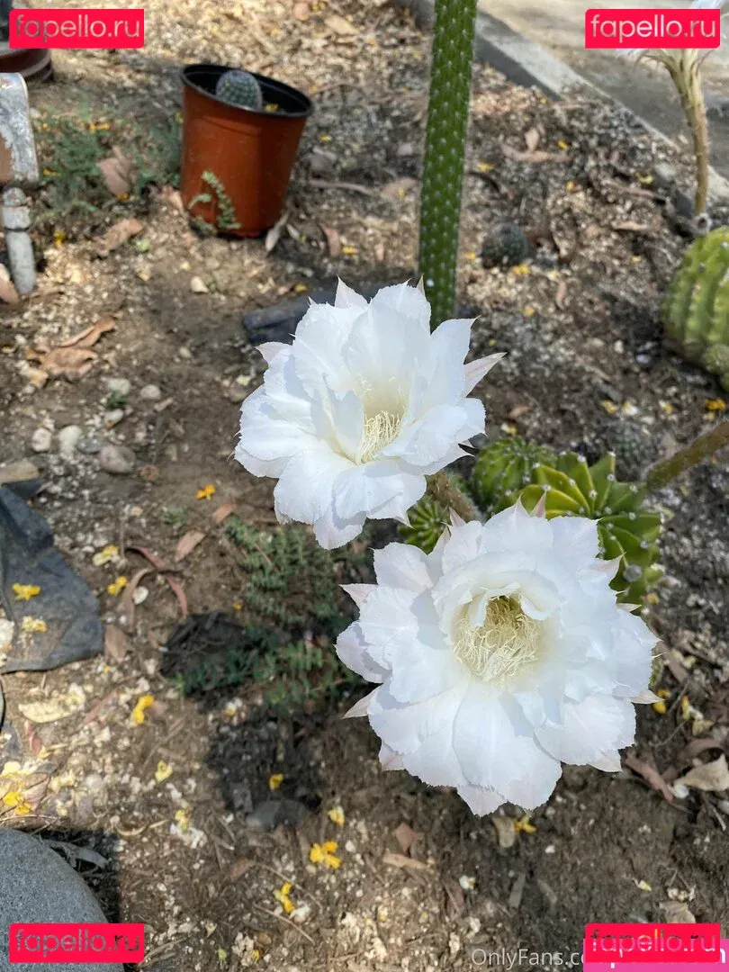 tallielorain Onlyfans Photo Gallery 