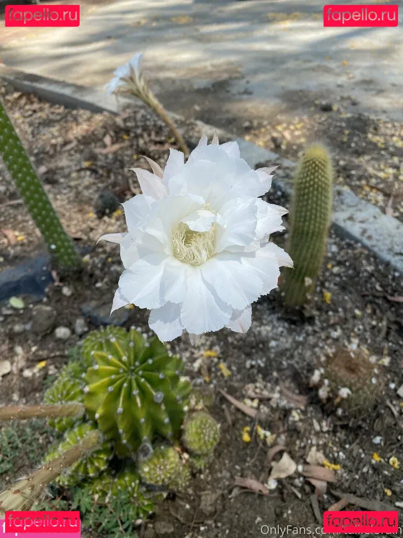 tallielorain Onlyfans Photo Gallery 